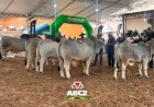 Zebuínos se destacam na Feagro 2026 e reforçam avanço da genética em Santa Catarina