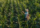Senado aprova urgência para projeto que cria novo marco do Seguro Rural