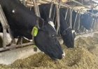 Vacas monitoradas passam a servir como garantia de crédito em operação registrada na B3