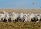Consultoria vê lacunas no controle de antimicrobianos