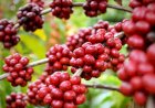 O balanço da safra de café 2025/26: Menor volume, faturamento segue sustentado