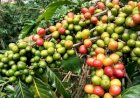 Café tem maior alta diária em anos, mas fundamentos do mercado pouco mudaram