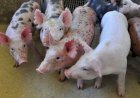 SUÍNOS: Cotação do vivo integrado supera valor