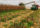 Produtores aumentam venda de milho safrinha em julho