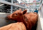 Exportações de bovinos vivos da Austrália crescem 11porcento em 2025
