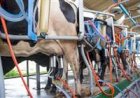 Queda dos insumos reduz custo da produção de leite