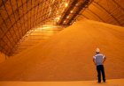 Safra de grãos deve superar 9,6 milhões de toneladas e reforça novo perfil do agricultor empreendedor no Tocantins