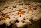 Soluções nutricionais ganham espaço na produção animal com restrições ao uso de antimicrobianos