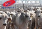 Boi gordo: exportações aquecidas e oferta ajustada sustentam preços