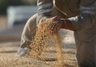 Estudo mostra que processar soja gera quase quatro vezes mais valor do que exportar grãos