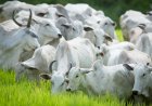 Pecuária cresce no primeiro trimestre e ameniza queda do PIB do agronegócio