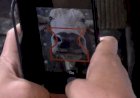 Biometria do focinho pode revolucionar a identificação individual de bovinos no Brasil