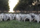Pecuarista que não trabalha com cria deve redobrar a atenção nos próximos anos