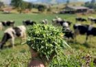 Orizona/GO: cidade de 17 mil habitantes produz 400 mil litros de leite por dia