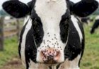Mosca-do-estábulo: pecuaristas relatam morte de vacas e prejuízos no noroeste de SP