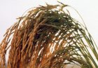 RS prevê queda de 3,4porcento na área de arroz irrigado