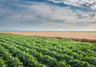 Senado aprova marco do Seguro Rural e projeto segue para sanção