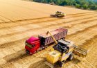 Cotações Agropecuárias
