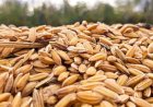 Preço do arroz ainda sobe no RS, mas queda na demanda muda ritmo do mercado