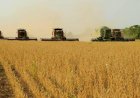 Cotações Agropecuárias