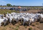 Veja aqui Cotações mistas do Agro