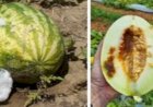Sementes contaminadas ampliam risco para cucurbitáceas