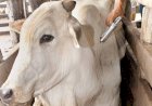 Mato Grosso completa 30 anos sem registro de febre aftosa