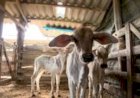 Vaca dá à luz bezerros trigêmeos no ES e surpreende produtor: 