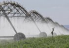 Município se tornou o primeiro entre os 5 goianos no ranking dos 10 maiores produtores do Brasil em 2025; maior uso de pivôs e proximidade de nutrientes