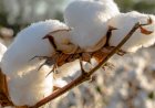 Novas cultivares de algodão combinam sanidade e alta produtividade