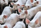 Preços do suíno sobe pela primeira vez no ano e demanda deve crescer em outubro, aponta Cepea