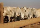 Pecuarista pode alongar dívida por falta de mercado