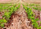 Por que a soja não começa a ser plantada ao mesmo tempo em todo o Brasil?