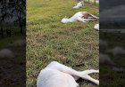 Raio mata 11 bovinos em MT e temporal provoca prejuízos em propriedades rurais