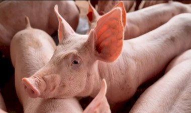 Biosseguridade na suinocultura: a chave para o controle da peste suína africana em 2025