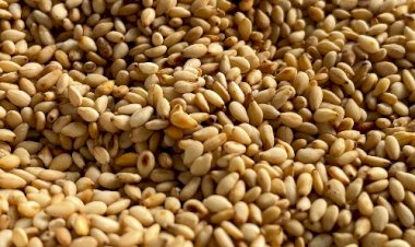 Brasil dobra número de estabelecimentos habilitados a exportar gergelim para a China