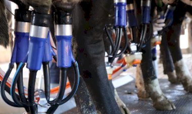 Seapa divulga boletim com atualização dos preços dos derivados lácteos em Goiás