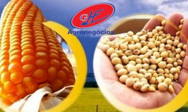 Não venda milho agora