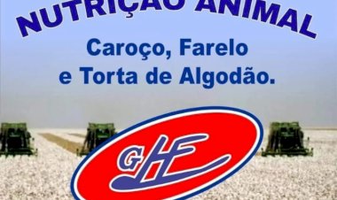 Cotação do algodão cai com força em julho e registra menor média desde novembro de 2024