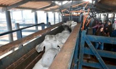 PNAT 2025: ABCZ divulga lista de touros com desempenho superior no TDEA