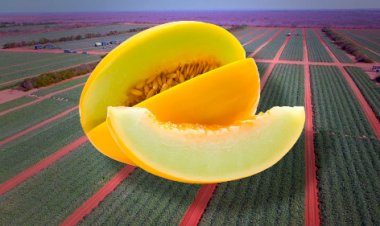 Reduza Emissões: Manejo de Solo em Manga e Melão no Semiárido