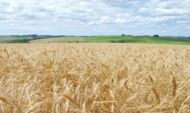 Trigo em Baixa: Preços Cedem Pelo 3º Mês Seguido