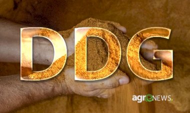 DDGS: Proteína do milho revoluciona nutrição animal no Brasil