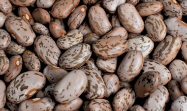 Goiás tem maior produção de feijão das últimas quatro safras e se consolida entre líderes nacionais