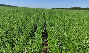 Brasil exporta gergelim para África do Sul