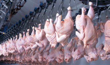Embarques de carne de frango continuam a caminho da recuperação plena