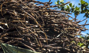 Brasil conquista novo mercado para exportação de mudas de cana-de-açúcar à Guatemala