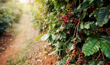 Commodities causam disparada do preço de terras agrícolas no Brasil