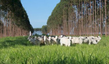 Planilha facilita inventário florestal no ILPF