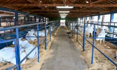 Parque Fernando Costa recebe os primeiros animais da 18ª ExpoGenética